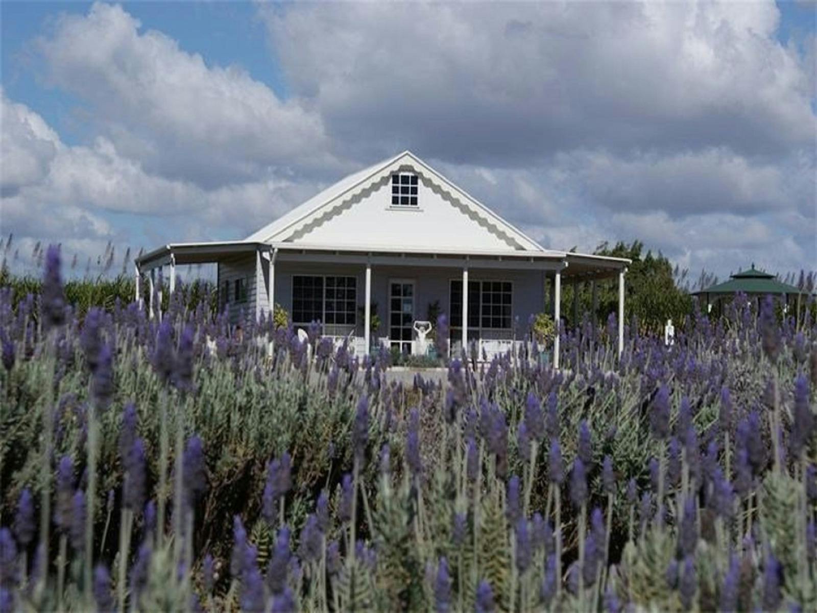 Amandine Lavender