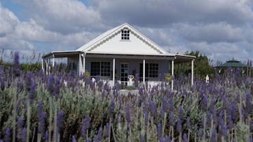 Amandine Lavender