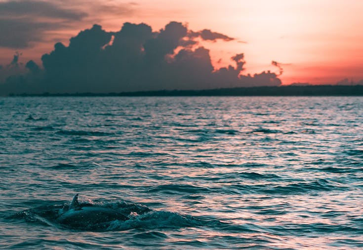 Adelaide Ocean Safari Sunset Safari