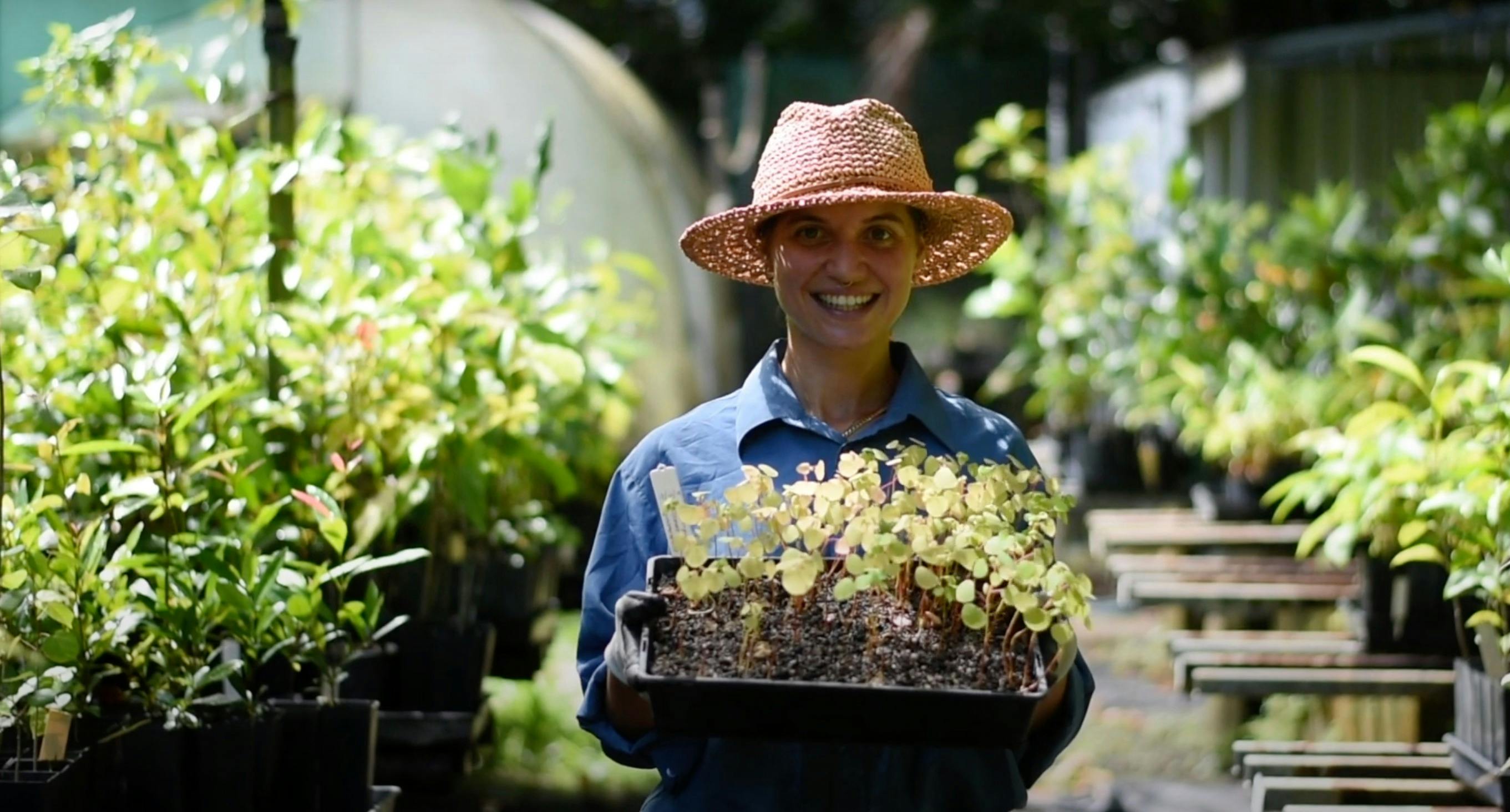 The C4 Native Plant Nursery at the Environment Centre in Mission Beach