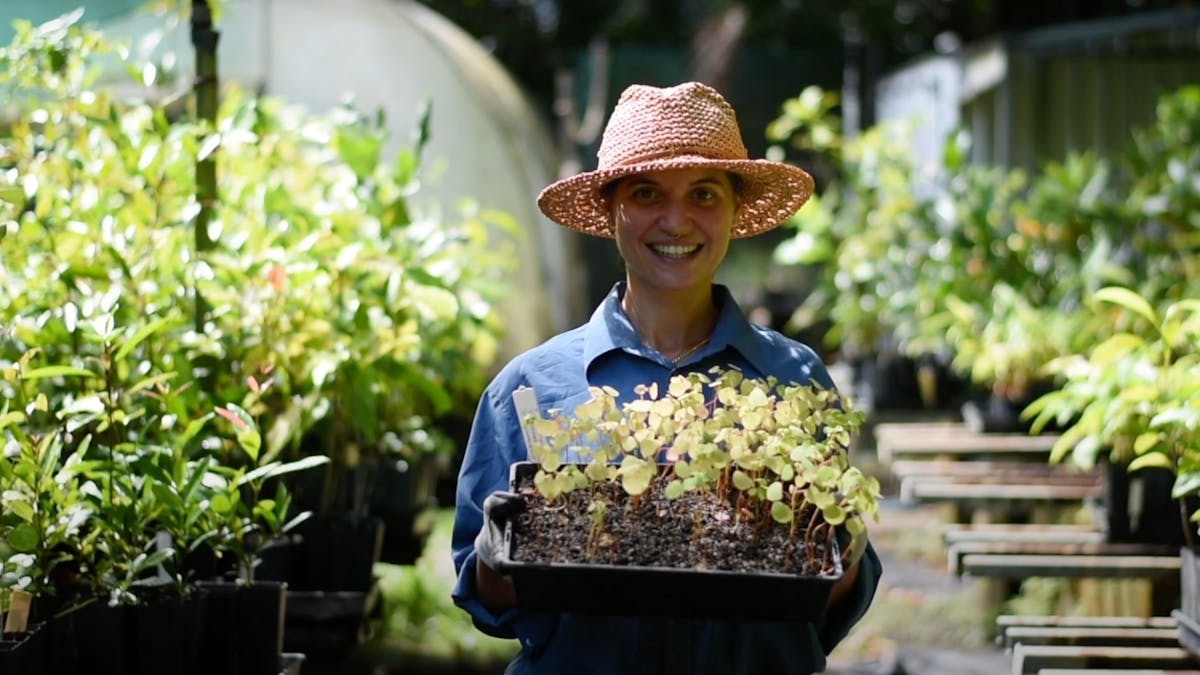 The C4 Native Plant Nursery at the Environment Centre in Mission Beach