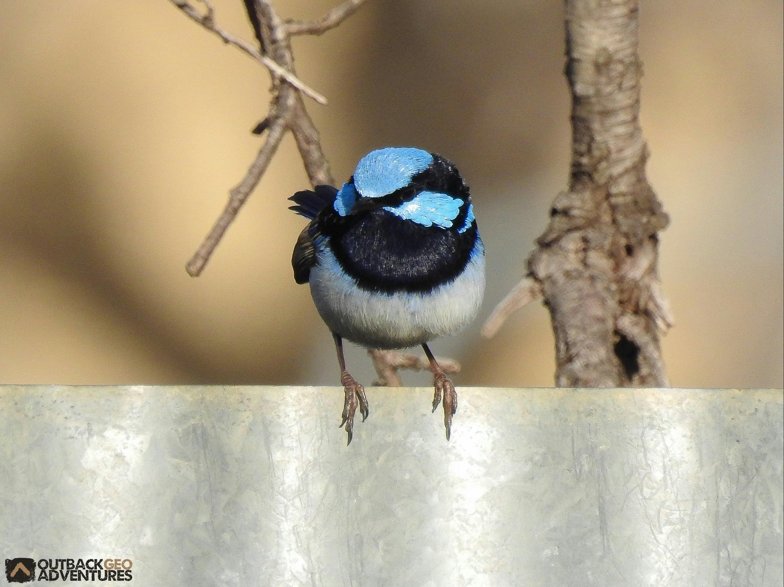 Balranald에서 출발하는 Yanga 일일 투어