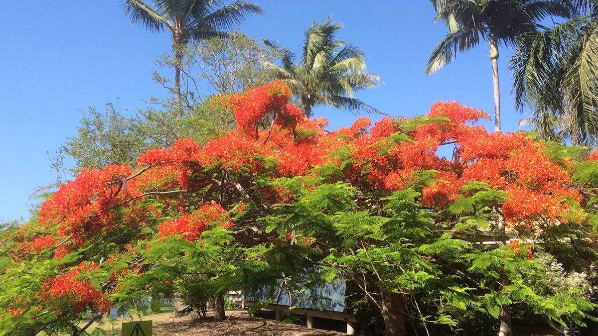The flora is bright and beautiful and Sanctuary Lakes Fauna Retreat