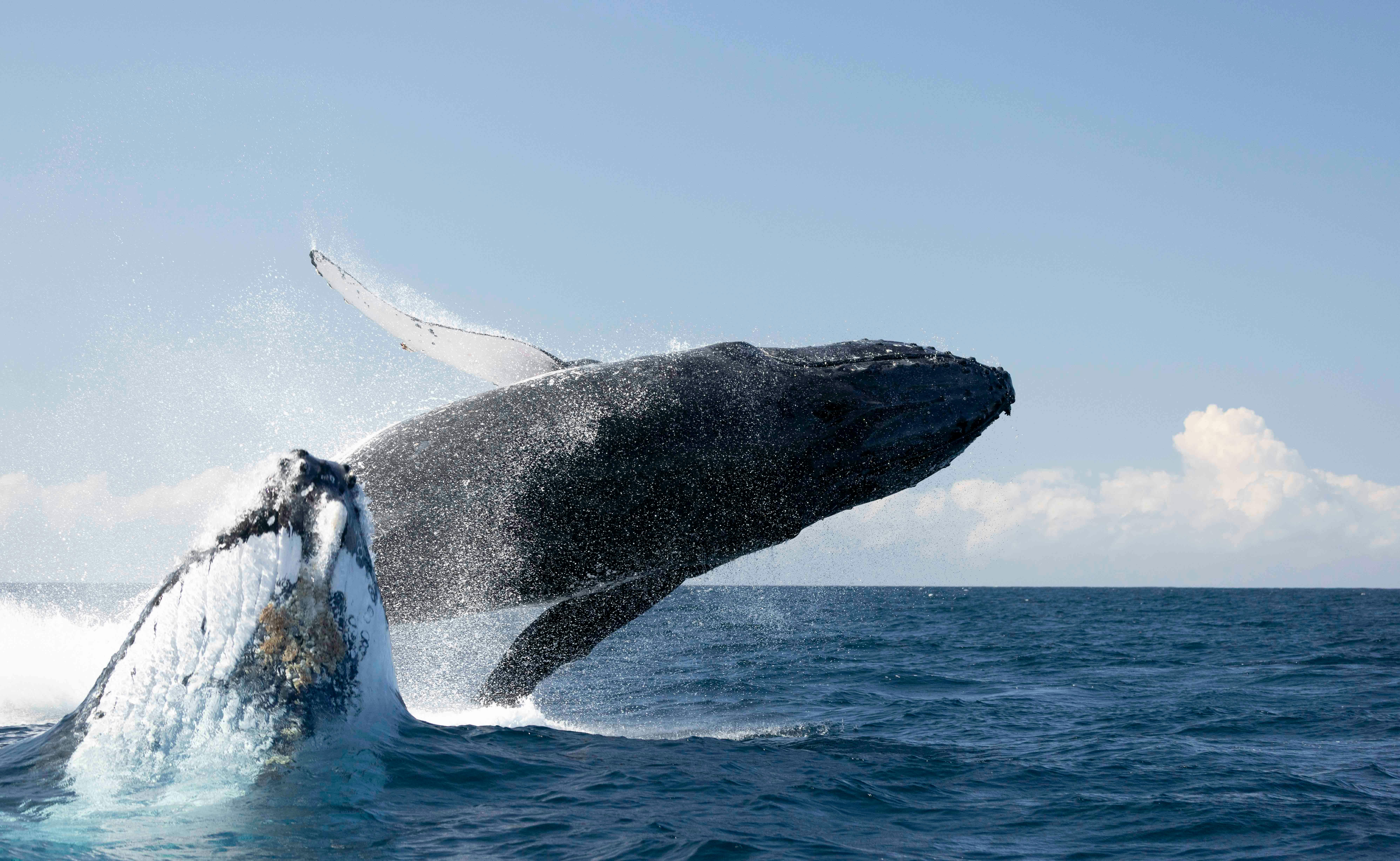 DOuble whale breach!!