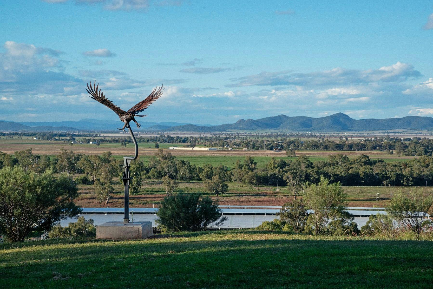 Eagle soaring over saleyards Gunnedah