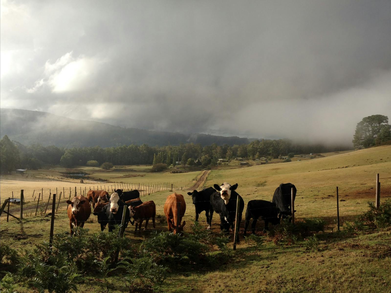 Our friendly happy cows