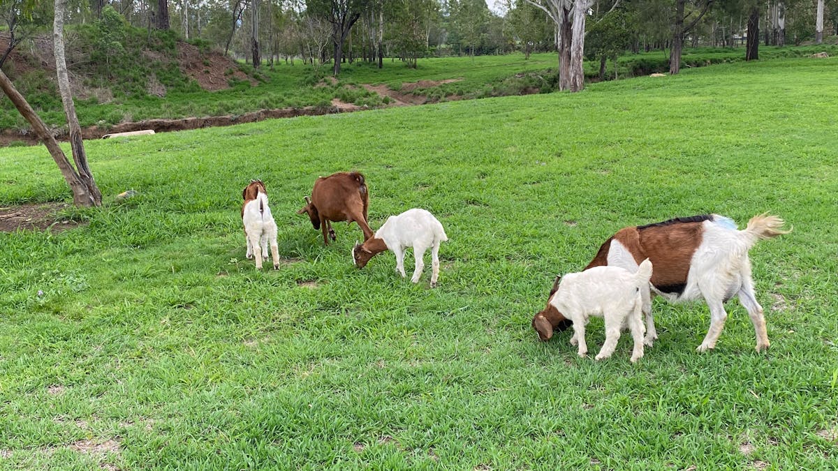 Goats on campground