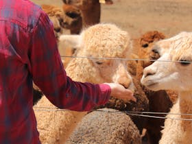A young woman is hand feeding two white alpacas