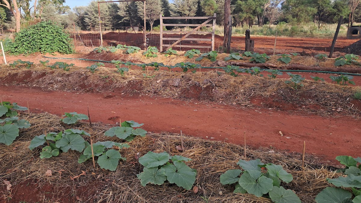 Community vegetable garden Community vegetable garden