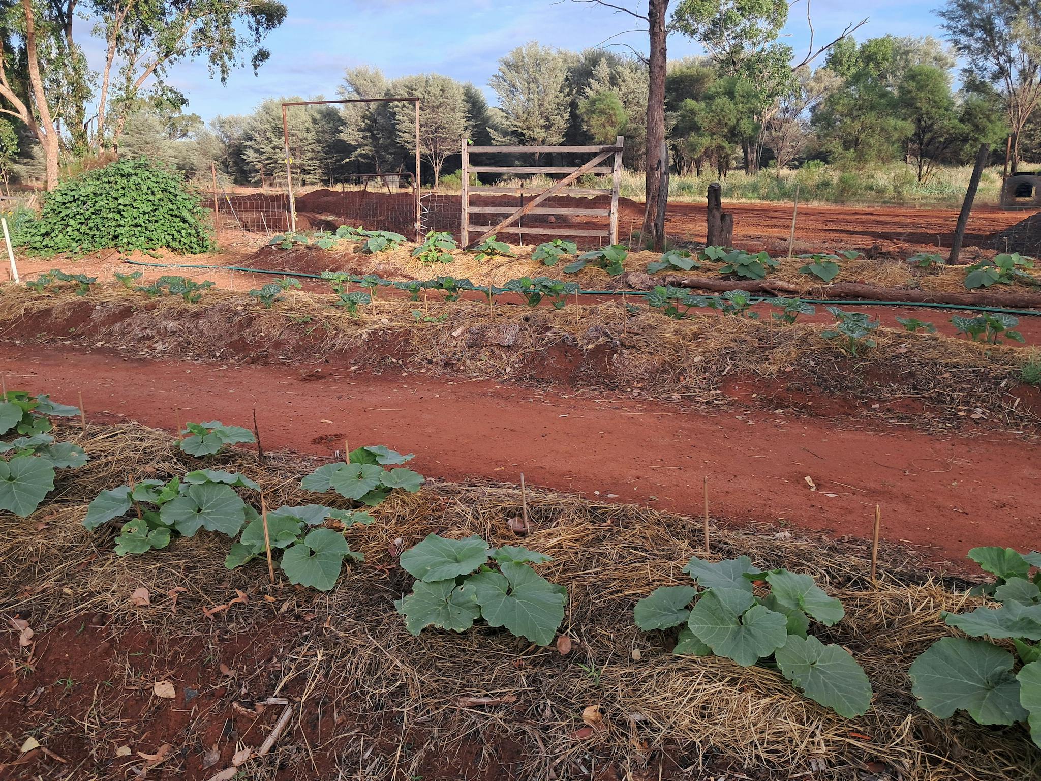 Community vegetable garden Community vegetable garden
