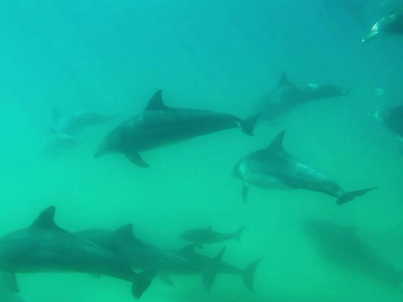 Local Jervis Bay dolphins