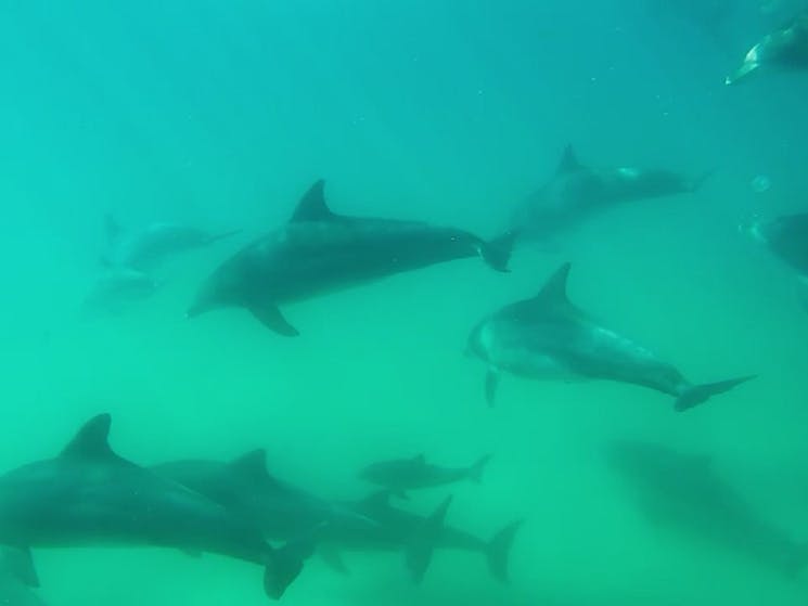 Swim with the local dolphins