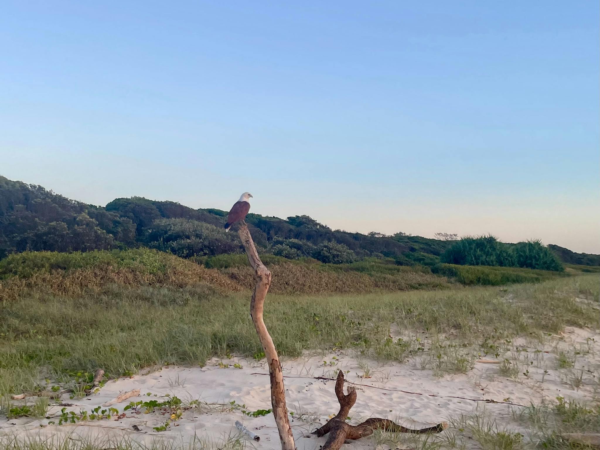 Hawke on drift wood at South Ballina Beach NSW
