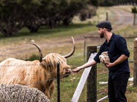 Tarraleah Estate has a herd of Scottish Highland Cows that guests can hand feed