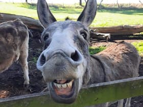 Smiling Tony Donkey at Echo Farm Mount Gambier