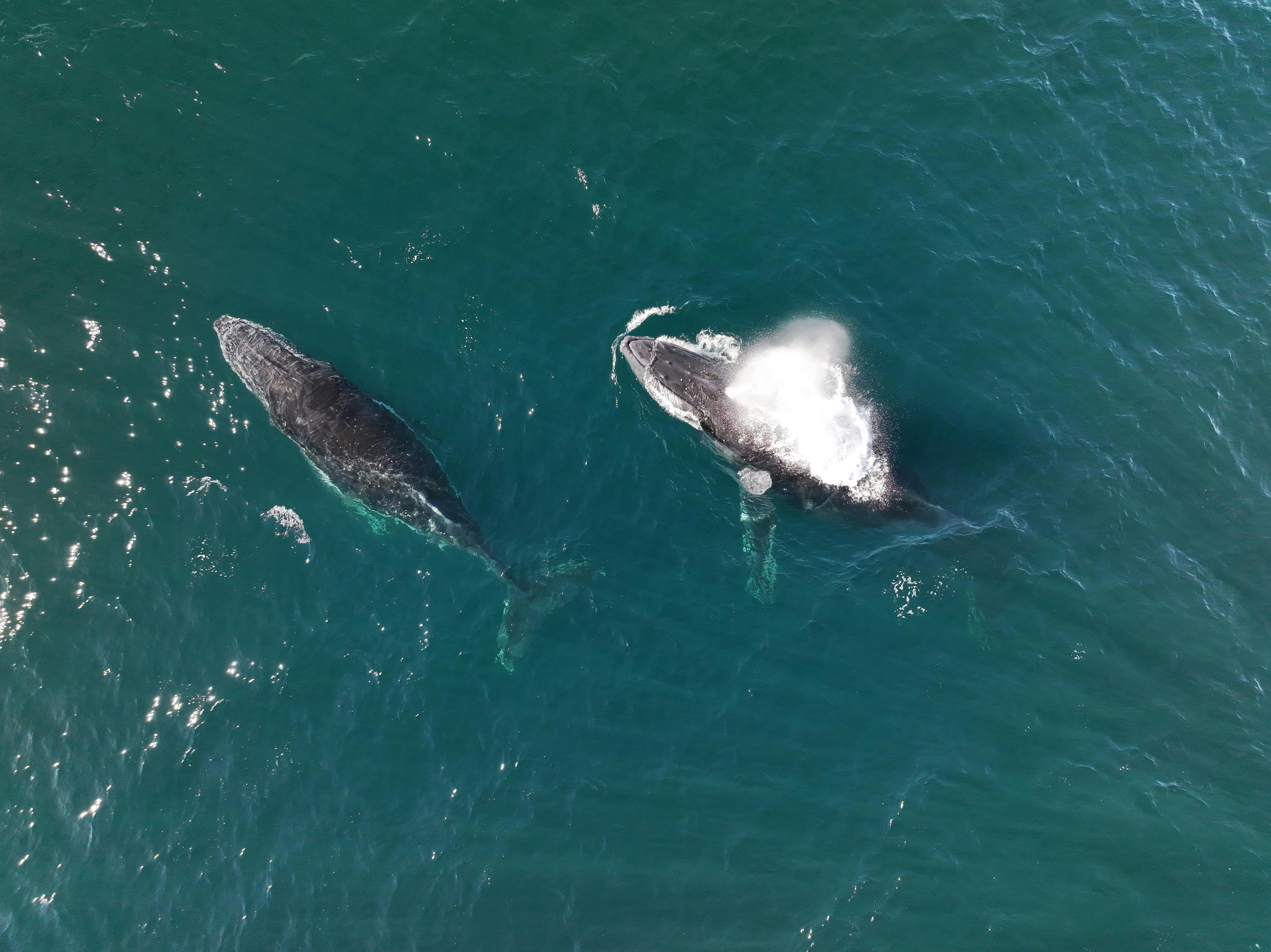 PK Drone Whales