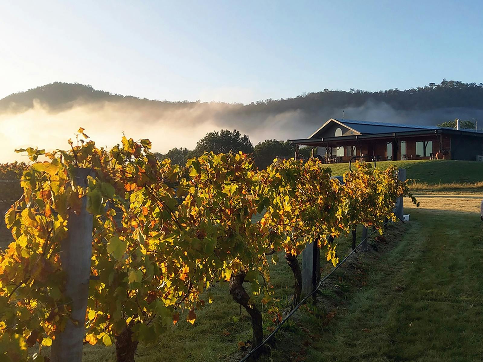 Cellar door from the vineyard Cellar door from the vineyard