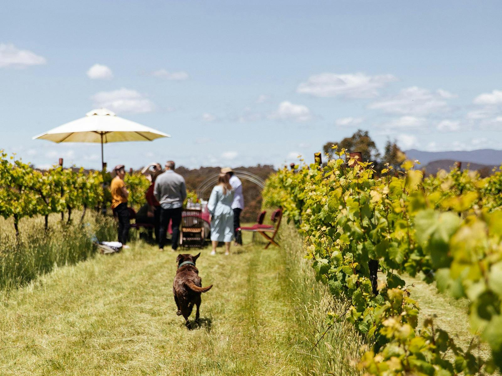 Visit wineries in the Riverina and Rutherglen