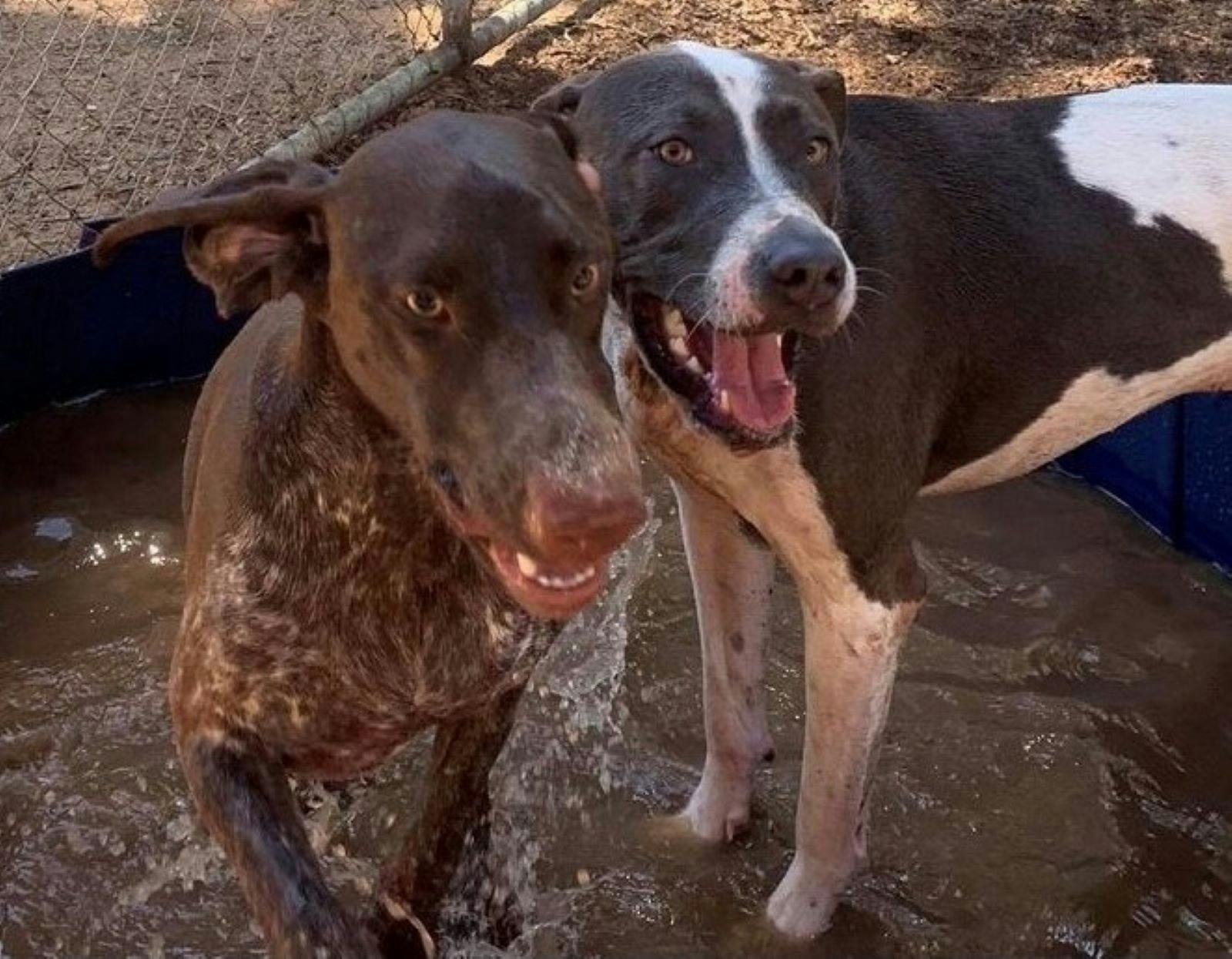 Riverina Boarding Kennels
