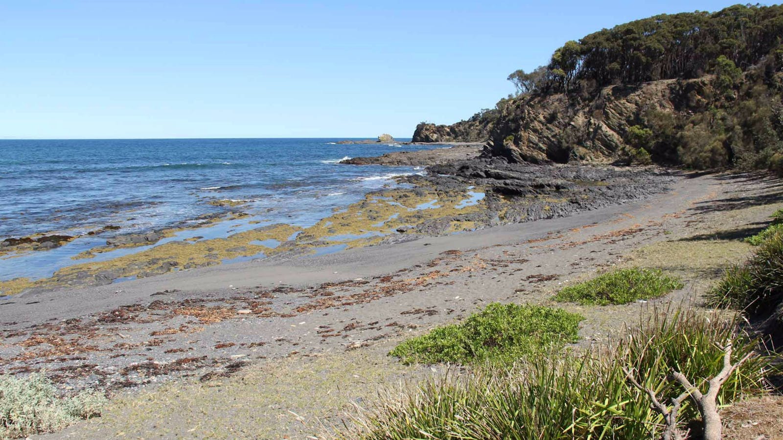 Honeysuckle Beach Walking Track