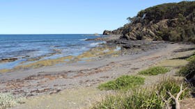 Honeysuckle Beach Walking Track