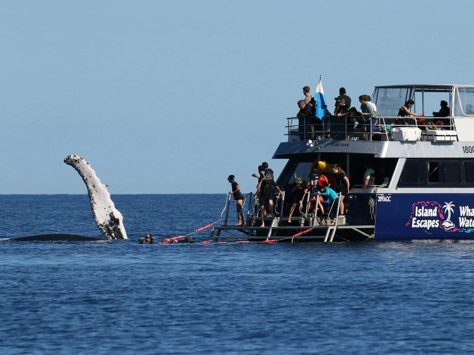 Humpback Whale Swim Tasman Venture
