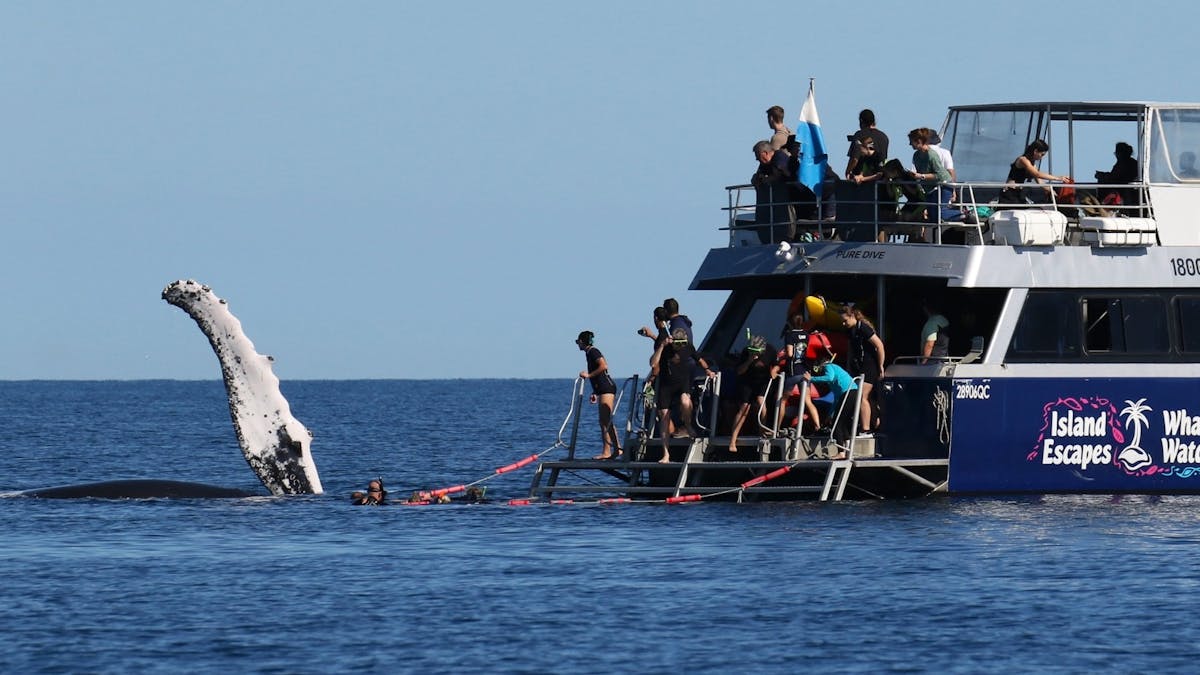 A group of tourists snorkel with a Humpback Whale beside them with its pectoral fin our of the water