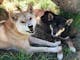 Alpine Dingo