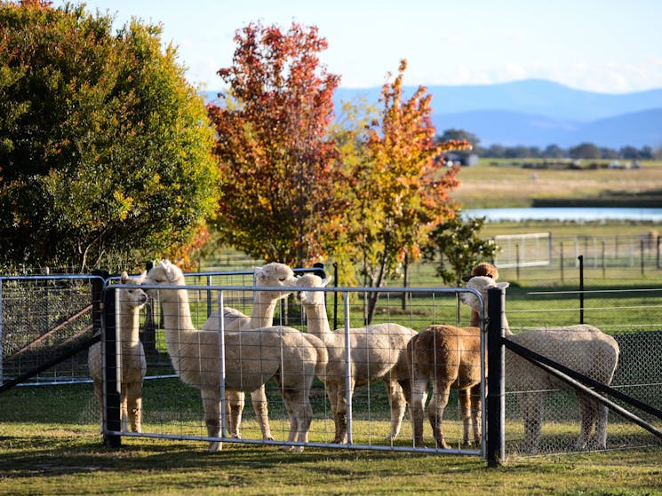 Autumn on the Farm