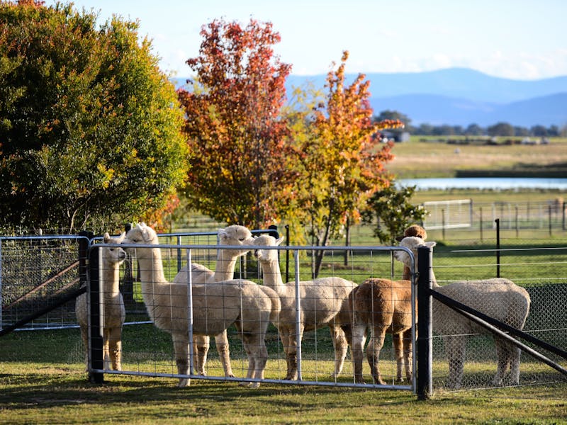 Black Wattle Alpacas 