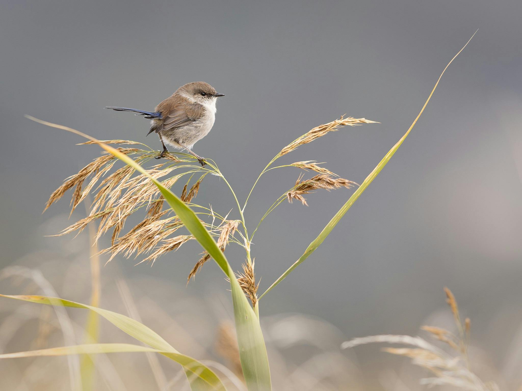 A female superb fairwren perched on a grass stem