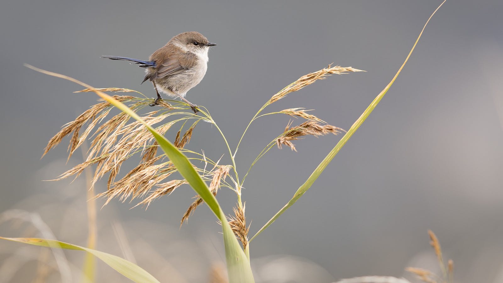 Learn bird photography and be ready with the right settings to capture birds perched
