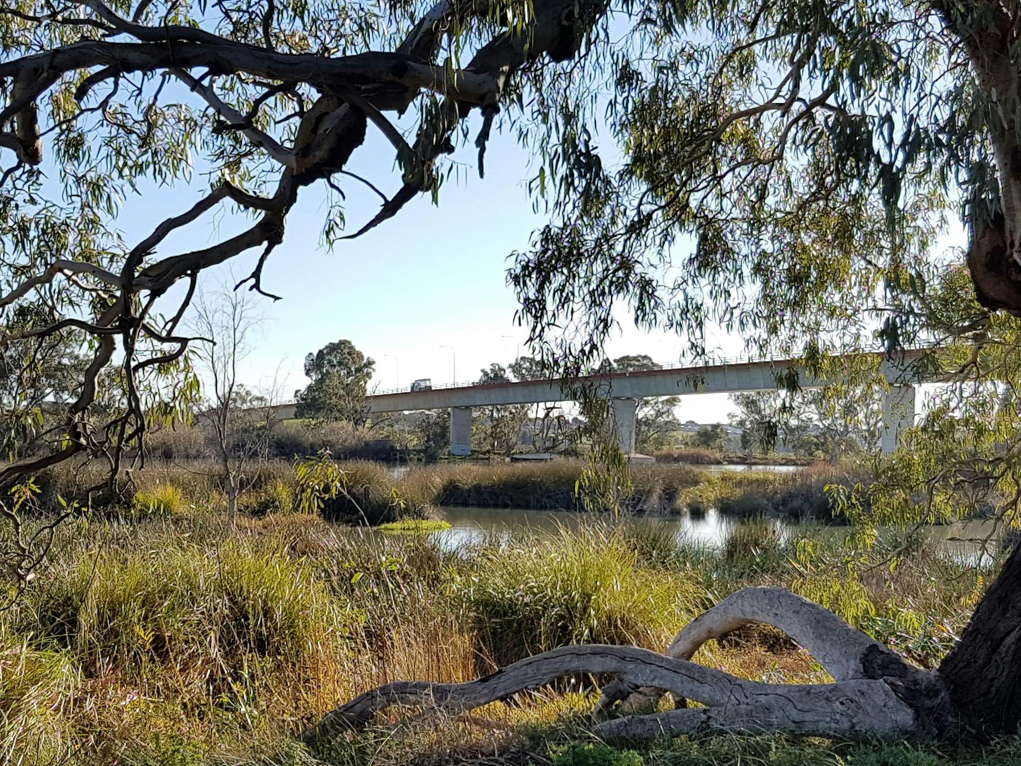 Swanport Wetlands