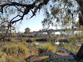Swanport Wetlands