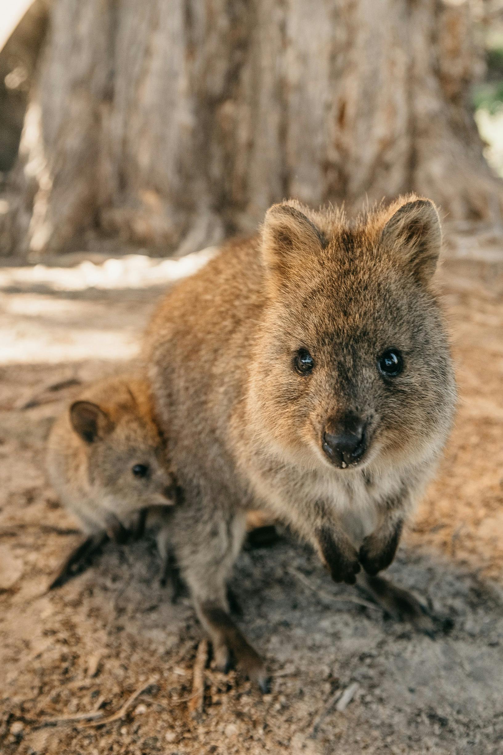 Quokkas on Rottnest Island