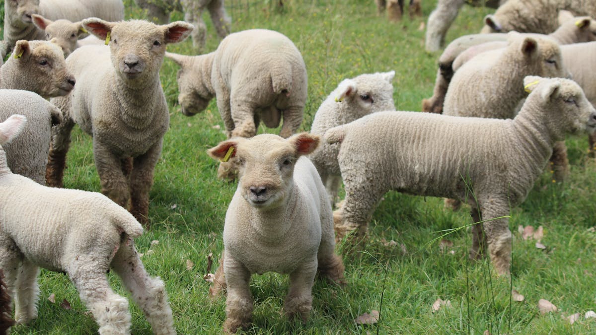 Babydoll Sheep Southdown