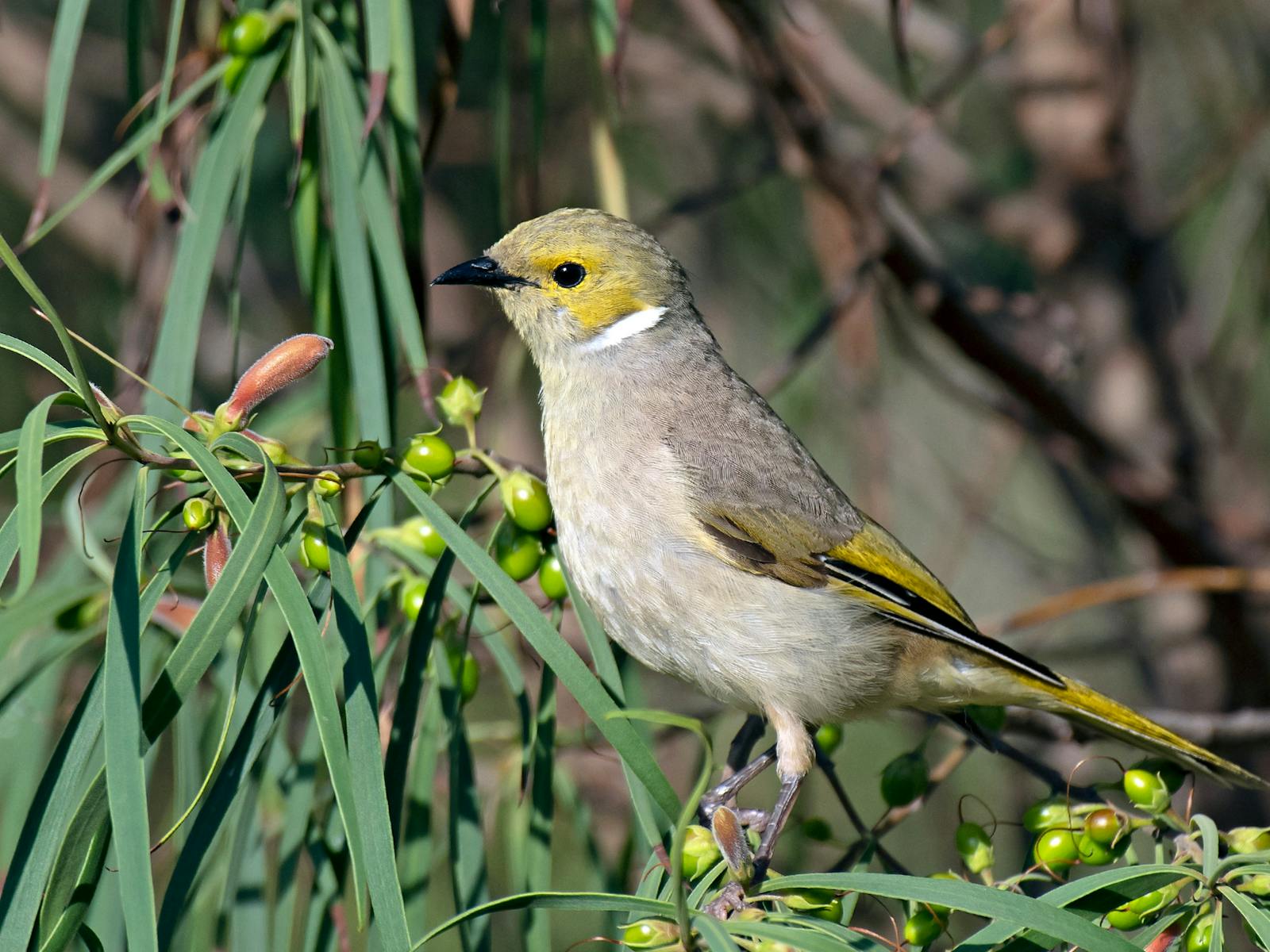 Image for Spring Open Days at Marble Hill