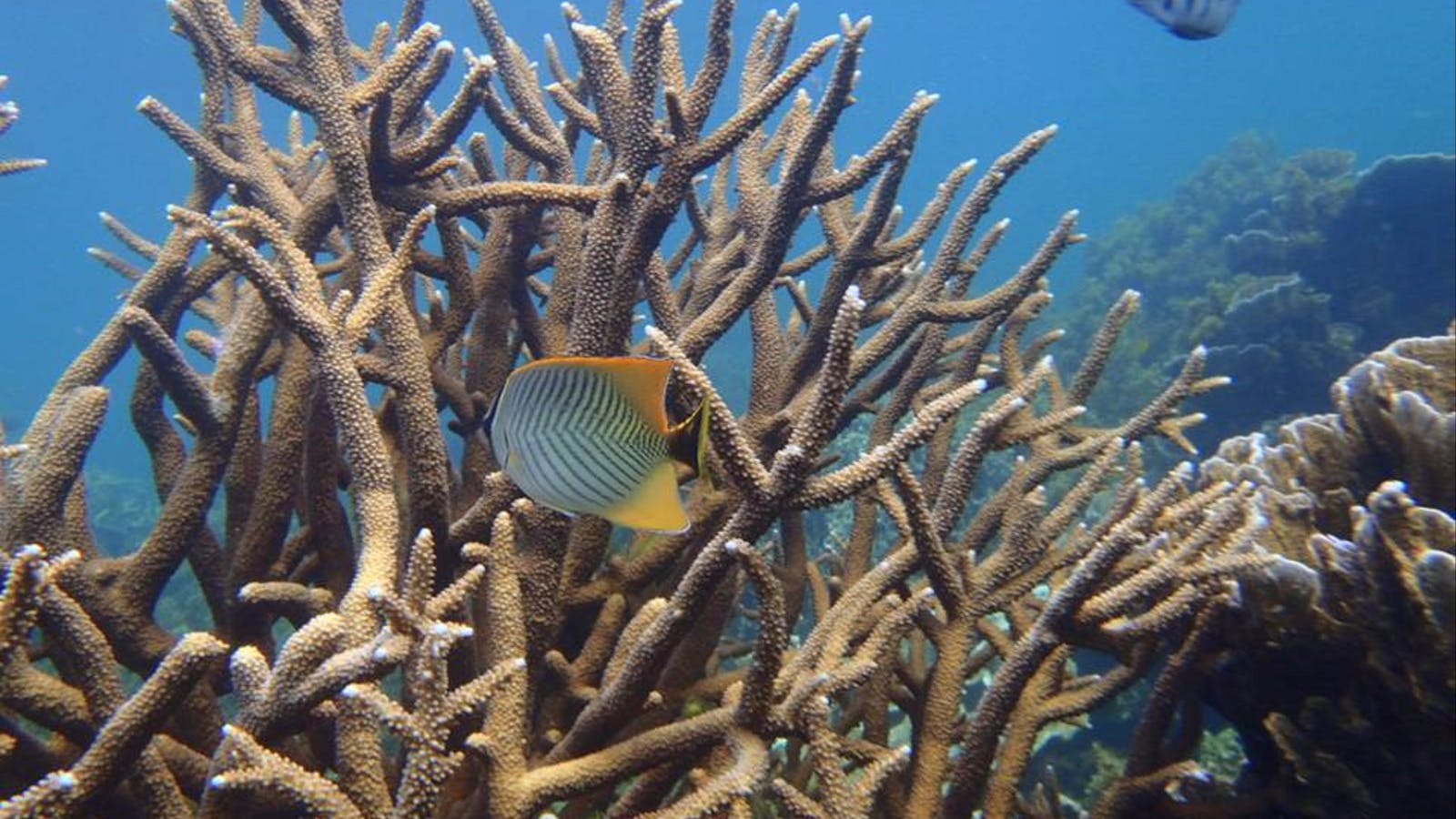 Ningaloo