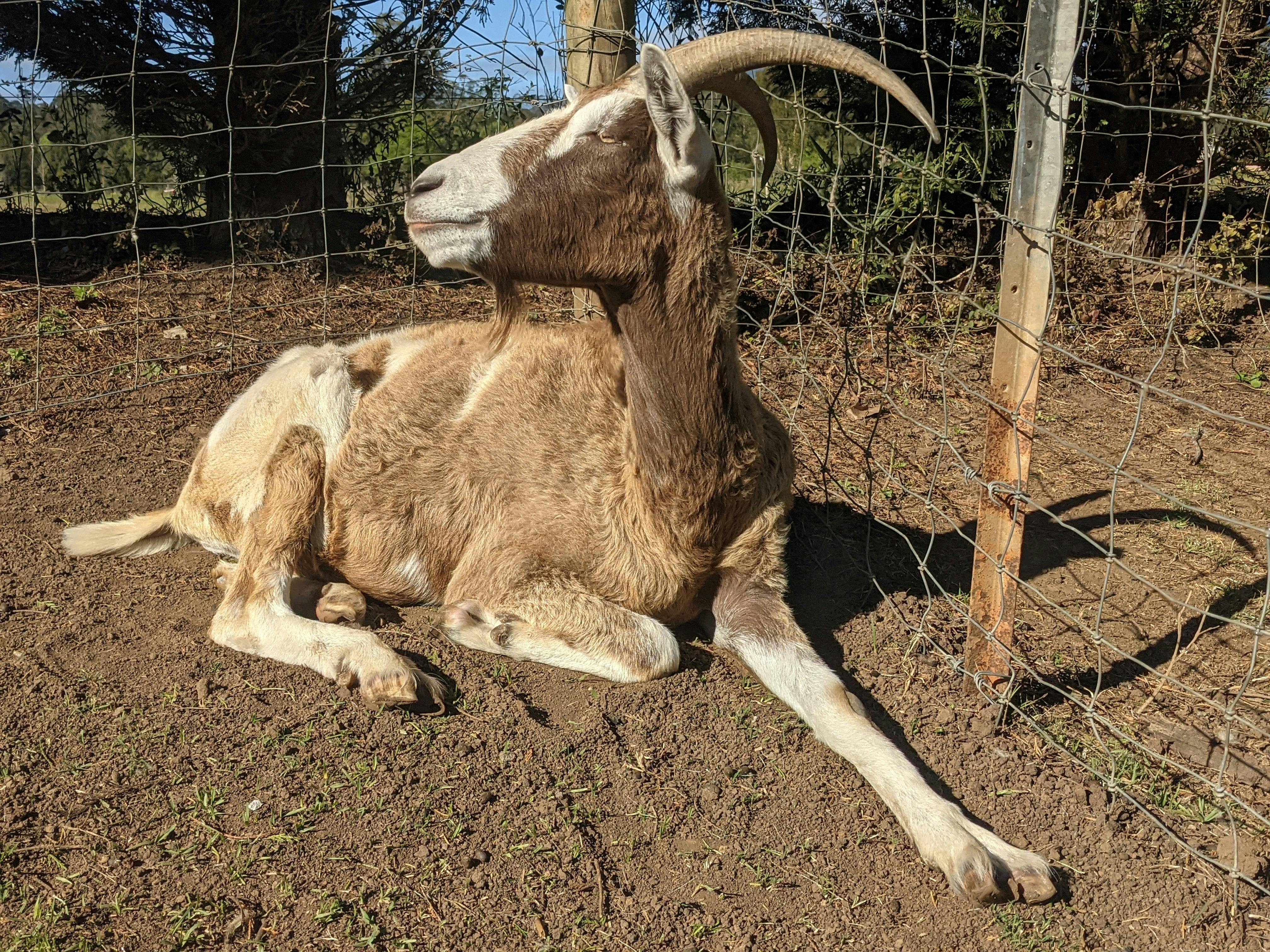 朝日の下でヤギをエリ