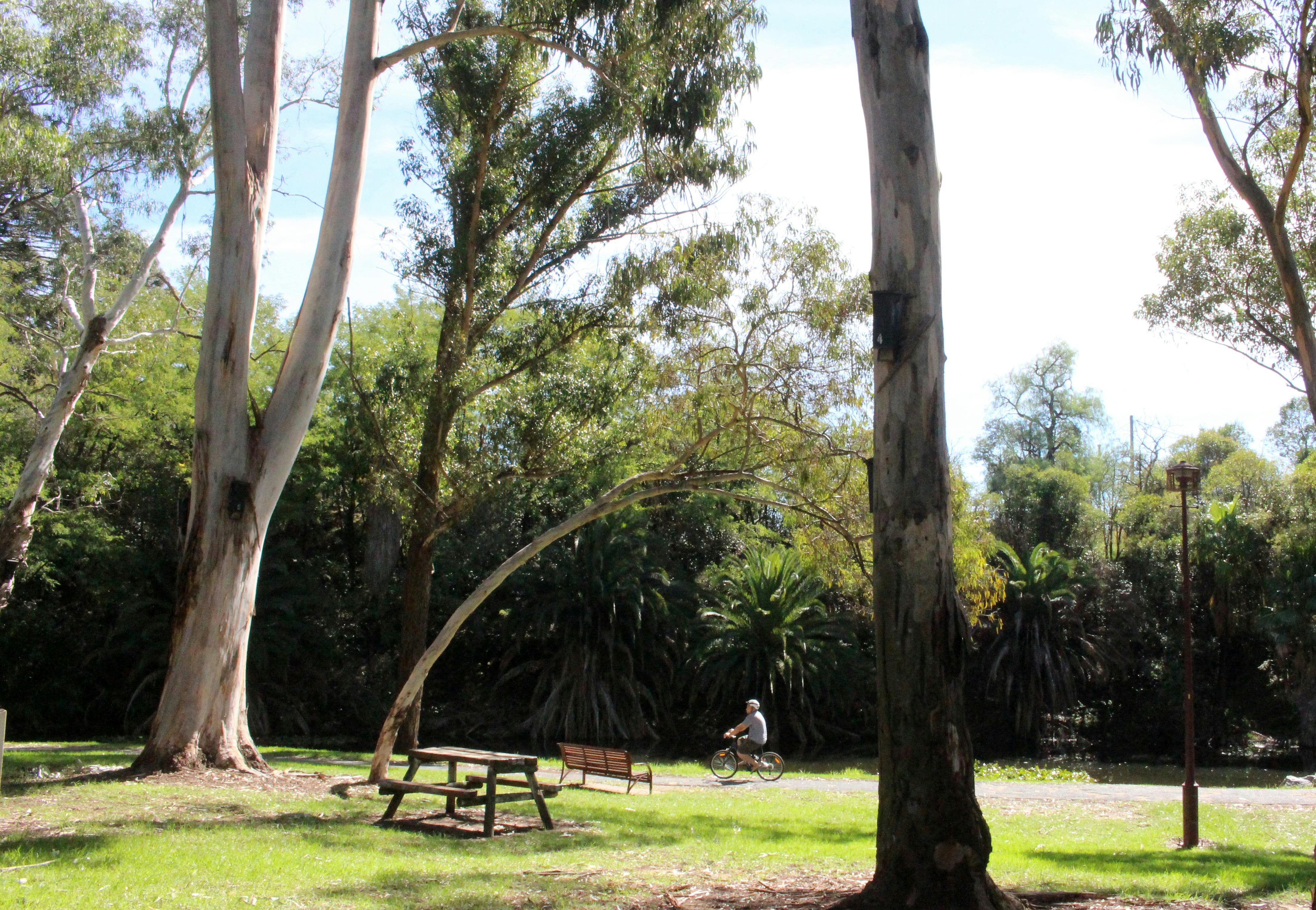 Cyclist at Arboretum Park