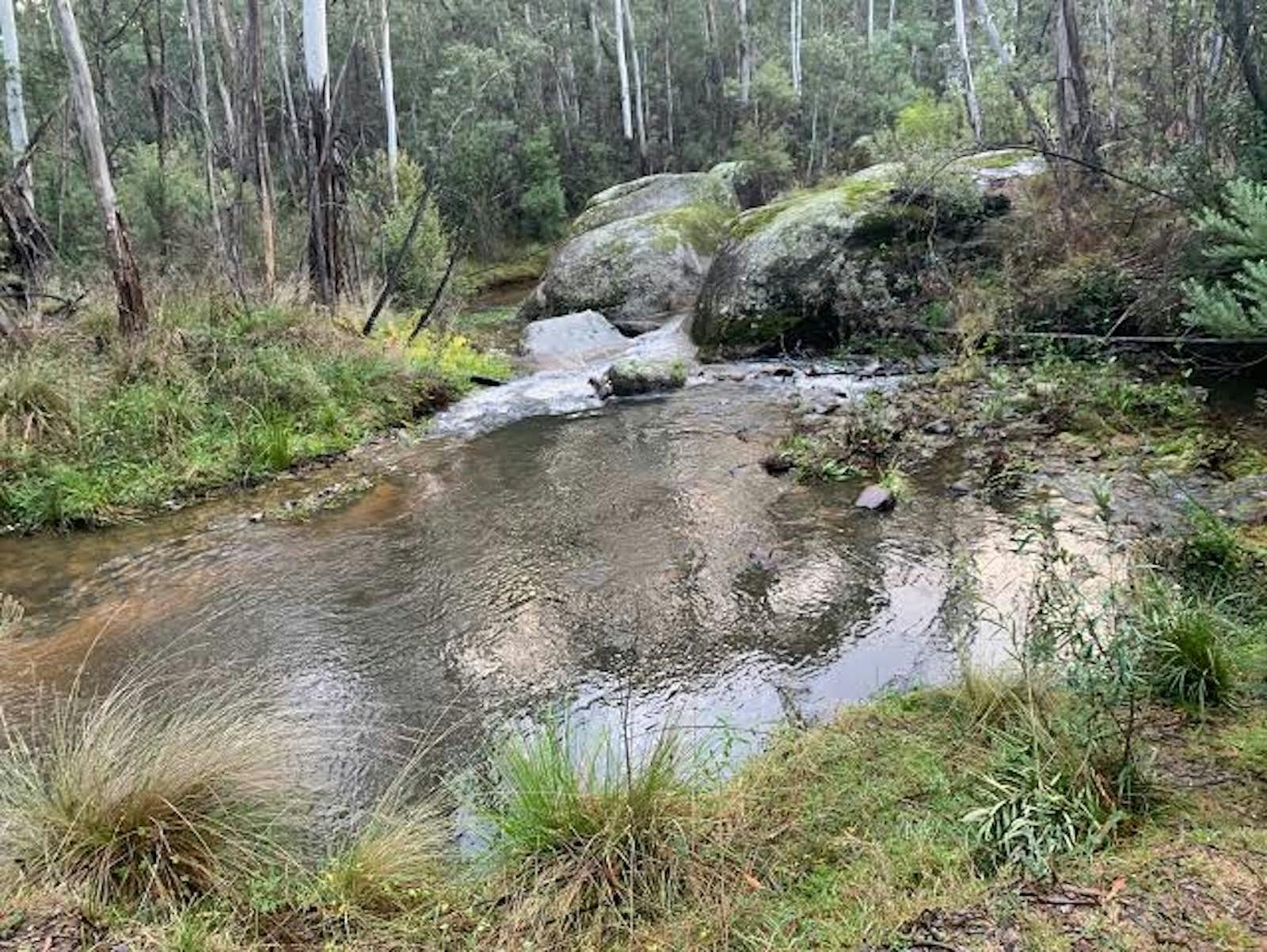 Eucalypt forest at Tidbinbilla