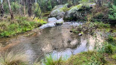 Eucalypt forest at Tidbinbilla