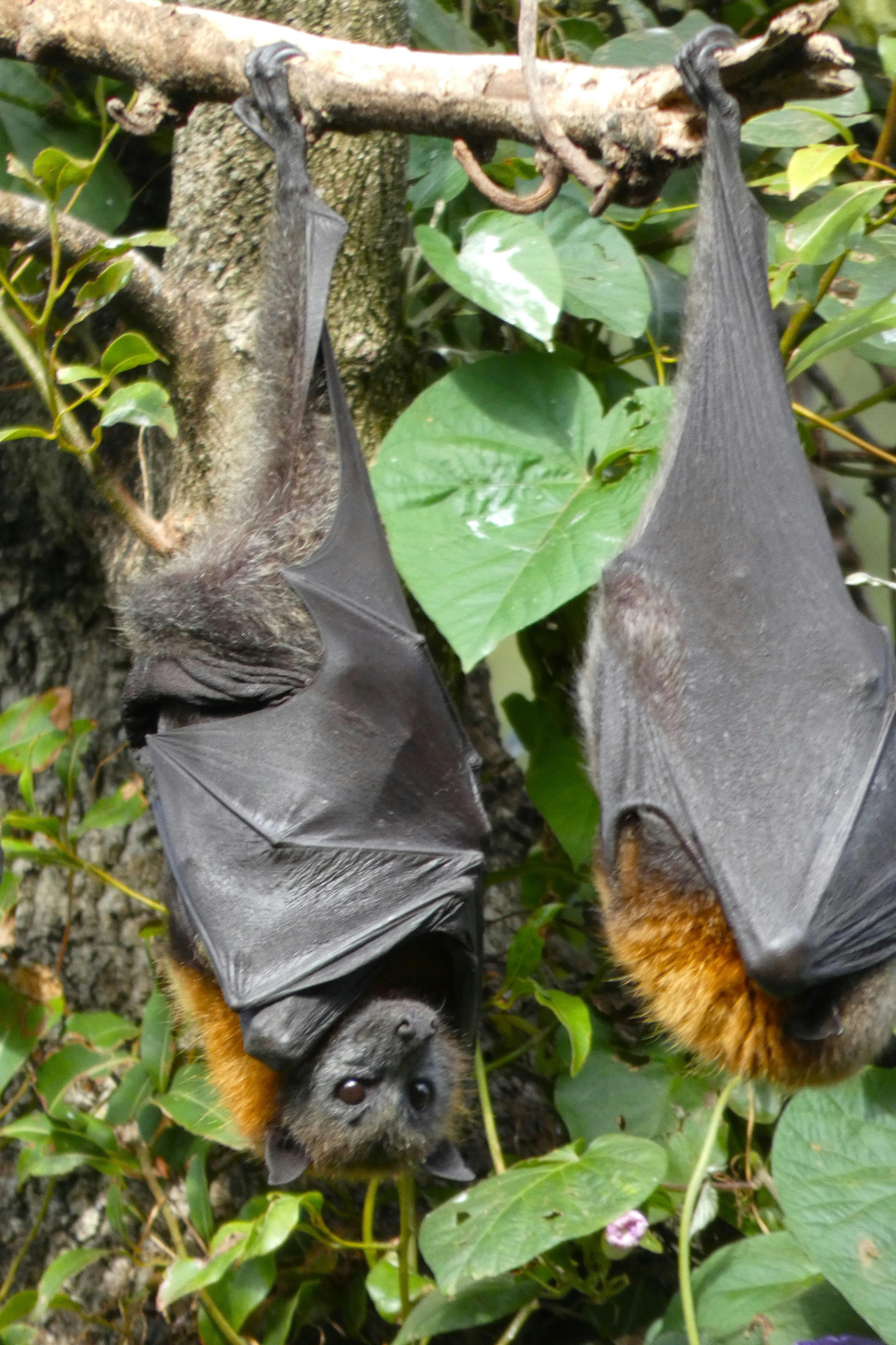 Fruit Bat Sydney hanging in tree