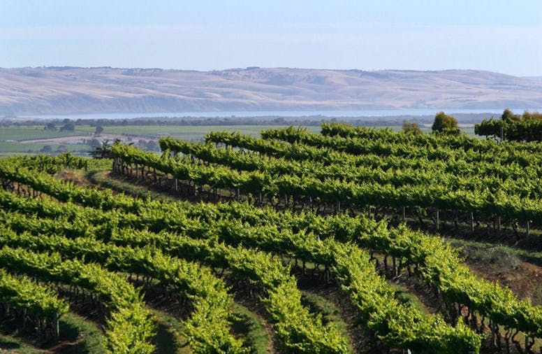 Iconic McLaren Vale