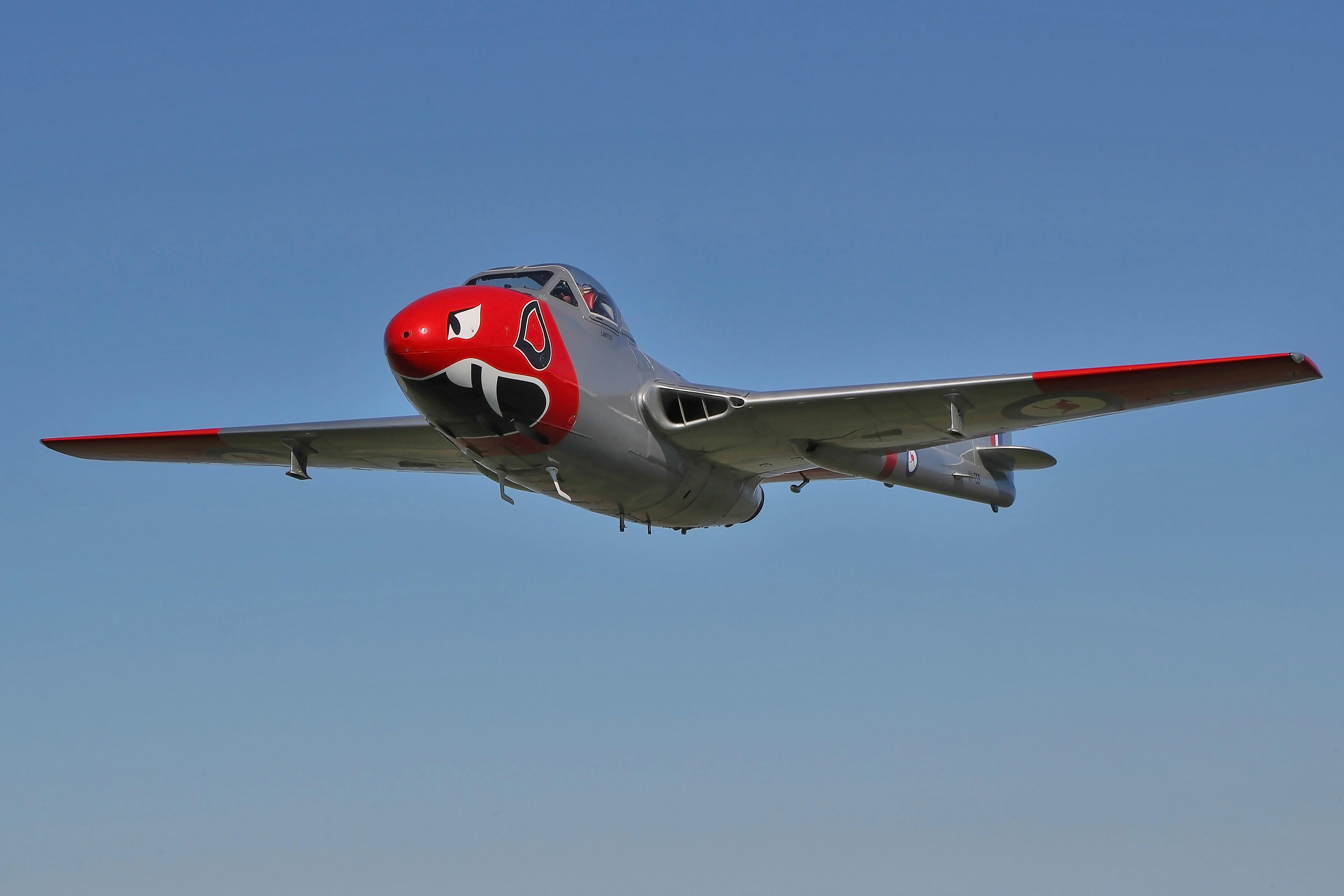 A de Havilland Vampire jet with distinctive red shark-mouth nose art approaches head-on