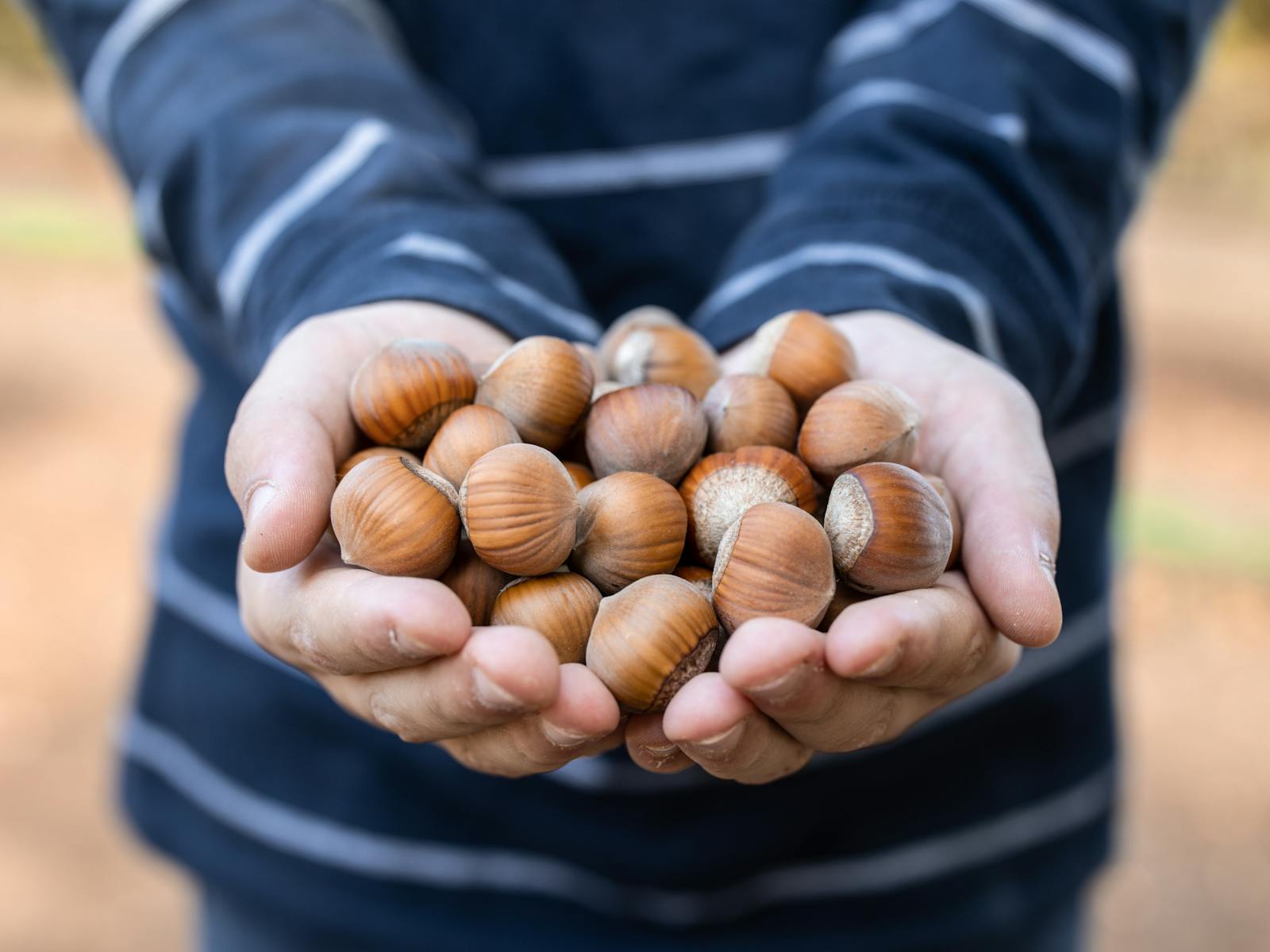 Handful of Hazelnuts