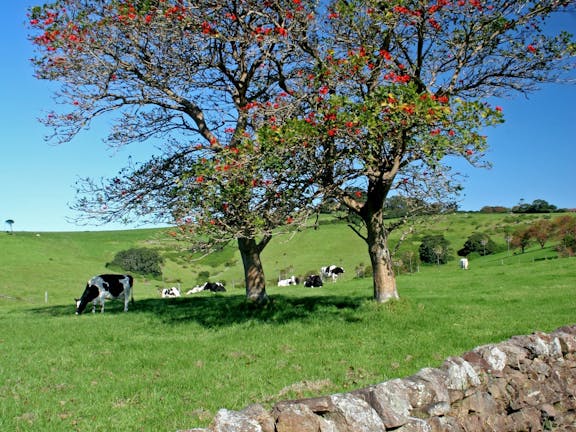 Historic Dry Stone Walls Kiama