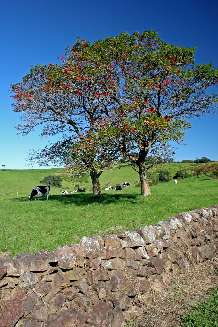 Dry Stone Walls