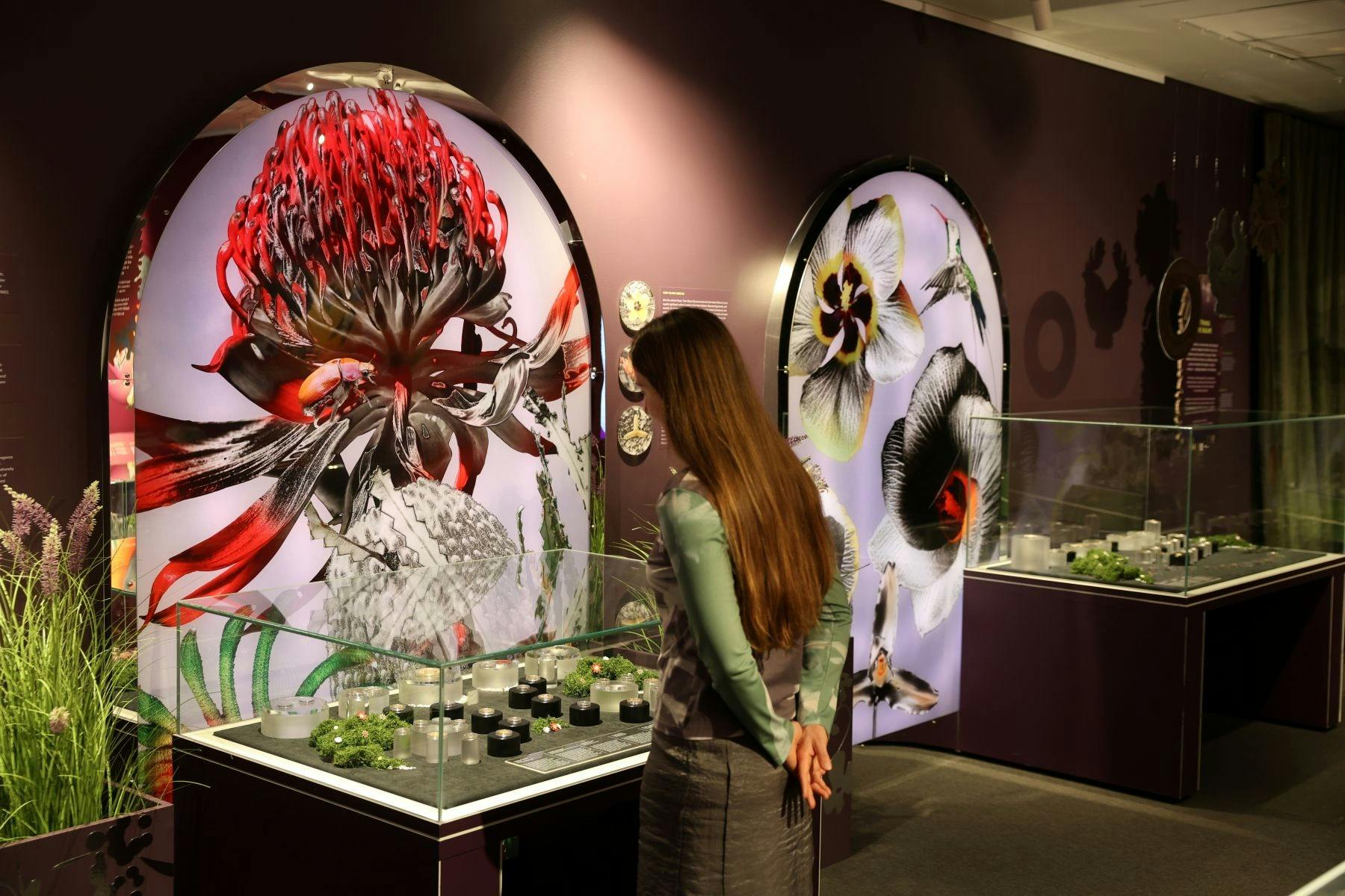 A visitor exploring the Royal Australian Mint Floral Impressions Exhibition