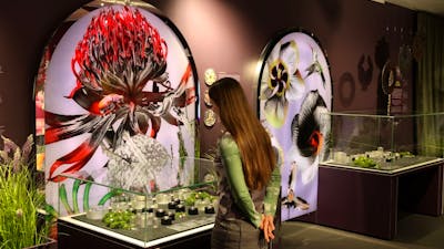 A visitor exploring the Royal Australian Mint Floral Impressions Exhibition